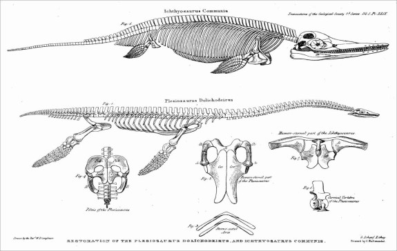 13 ichthyosaur and plesiosaur V2